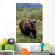Captive Grizzly Bear At The Alaska Wildlife Conservation Center Alaska Wall Mural