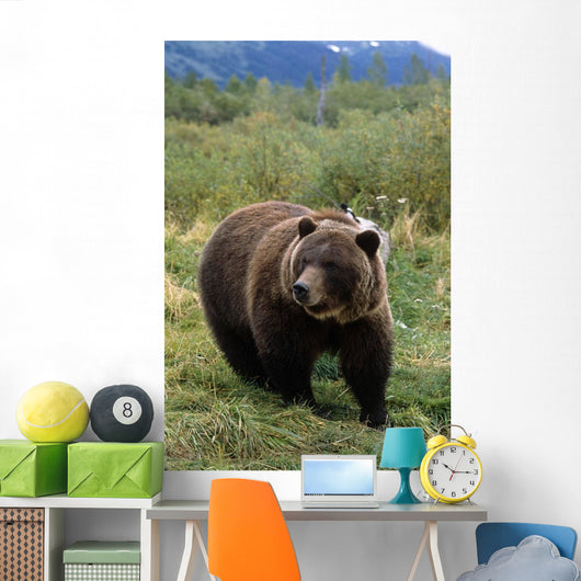 Captive Grizzly Bear At The Alaska Wildlife Conservation Center Alaska Wall Mural