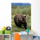 Captive Grizzly Bear At The Alaska Wildlife Conservation Center Alaska Wall Mural