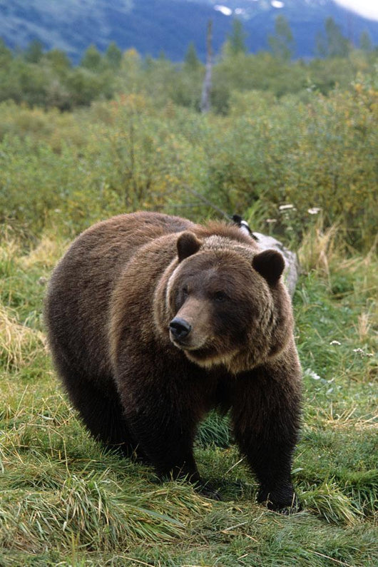 Captive Grizzly Bear At The Alaska Wildlife Conservation Center Alaska Wall Mural