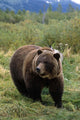 Captive Grizzly Bear At The Alaska Wildlife Conservation Center Alaska Wall Mural