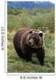 Captive Grizzly Bear At The Alaska Wildlife Conservation Center Alaska Wall Mural