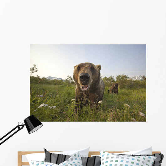 Captive Grizzlies At The Alaska Wildlife Conservation Center Wall Mural