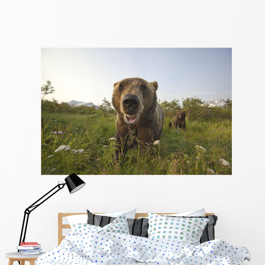 Captive Grizzlies At The Alaska Wildlife Conservation Center Wall Mural
