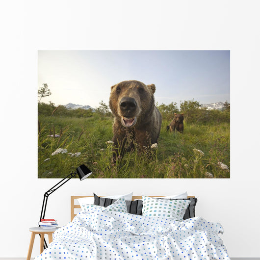 Captive Grizzlies At The Alaska Wildlife Conservation Center Wall Mural
