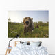 Captive Grizzlies At The Alaska Wildlife Conservation Center Wall Mural