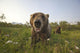 Captive Grizzlies At The Alaska Wildlife Conservation Center Wall Mural