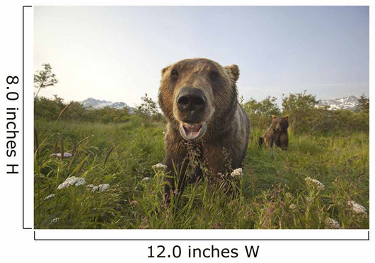 Captive Grizzlies At The Alaska Wildlife Conservation Center Wall Mural
