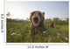 Captive Grizzlies At The Alaska Wildlife Conservation Center Wall Mural