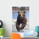 Captive Female Brown Bear At The Alaska Wildlife Conservation Center Wall Mural
