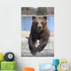 Captive Female Brown Bear At The Alaska Wildlife Conservation Center Wall Mural