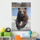 Captive Female Brown Bear At The Alaska Wildlife Conservation Center Wall Mural
