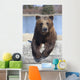 Captive Female Brown Bear At The Alaska Wildlife Conservation Center Wall Mural