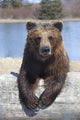 Captive Female Brown Bear At The Alaska Wildlife Conservation Center Wall Mural