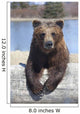 Captive Female Brown Bear At The Alaska Wildlife Conservation Center Wall Mural