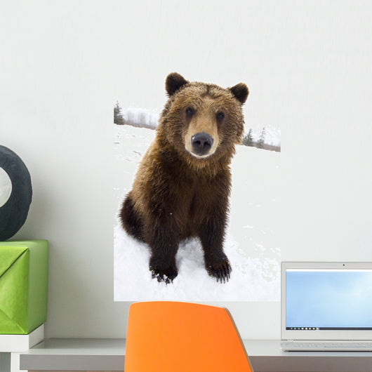 Captive Brown Bear Sitting In Snow Wall Mural