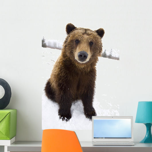 Captive Brown Bear Sitting In Snow Wall Mural