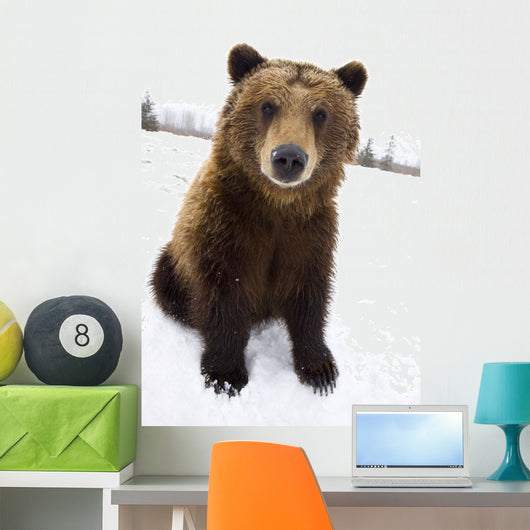 Captive Brown Bear Sitting In Snow Wall Mural
