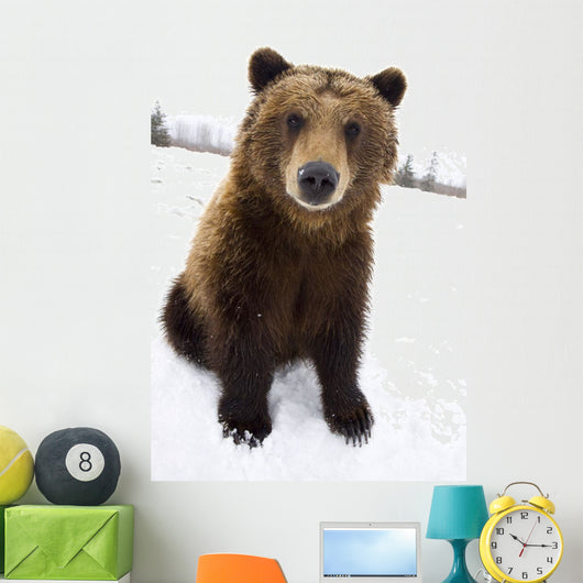 Captive Brown Bear Sitting In Snow Wall Mural