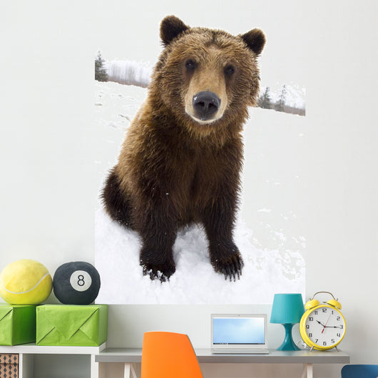 Captive Brown Bear Sitting In Snow Wall Mural