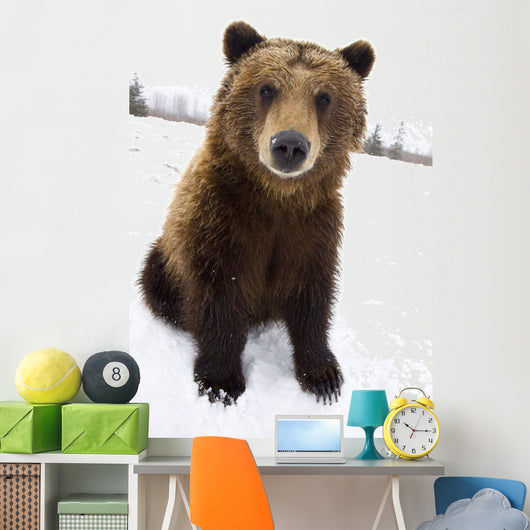 Captive Brown Bear Sitting In Snow Wall Mural