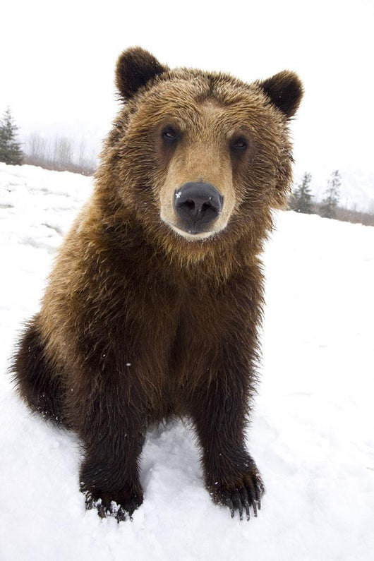 Captive Brown Bear Sitting In Snow Wall Mural