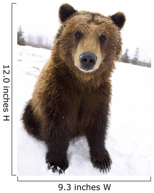 Captive Brown Bear Sitting In Snow Wall Mural