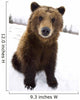 Captive Brown Bear Sitting In Snow Wall Mural