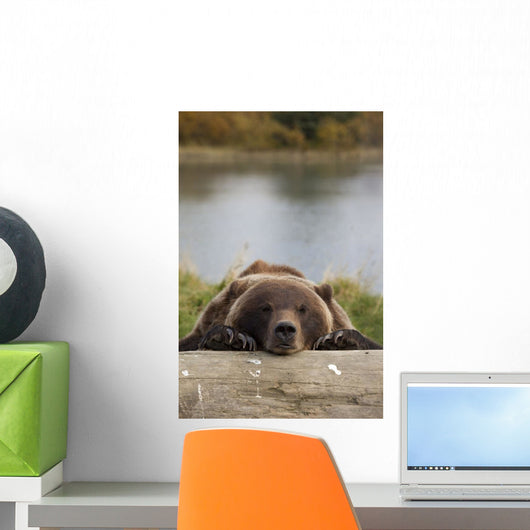 Captive Grizzly Bear Rests Its Head On A Log Wall Mural