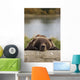 Captive Grizzly Bear Rests Its Head On A Log Wall Mural