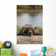 Captive Grizzly Bear Rests Its Head On A Log Wall Mural