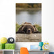 Captive Grizzly Bear Rests Its Head On A Log Wall Mural