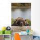 Captive Grizzly Bear Rests Its Head On A Log Wall Mural