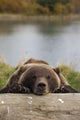Captive Grizzly Bear Rests Its Head On A Log Wall Mural