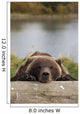 Captive Grizzly Bear Rests Its Head On A Log Wall Mural
