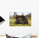 Captive Adult Grizzly Bear Stands In Profile And Looks Over Shoulder Wall Mural