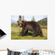 Captive Adult Grizzly Bear Stands In Profile And Looks Over Shoulder Wall Mural