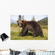 Captive Adult Grizzly Bear Stands In Profile And Looks Over Shoulder Wall Mural