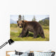 Captive Adult Grizzly Bear Stands In Profile And Looks Over Shoulder Wall Mural