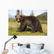 Captive Adult Grizzly Bear Stands In Profile And Looks Over Shoulder Wall Mural