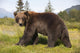 Captive Adult Grizzly Bear Stands In Profile And Looks Over Shoulder Wall Mural