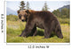 Captive Adult Grizzly Bear Stands In Profile And Looks Over Shoulder Wall Mural