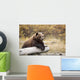 Captive Adult Brown Bear Rests On A Log Wall Mural