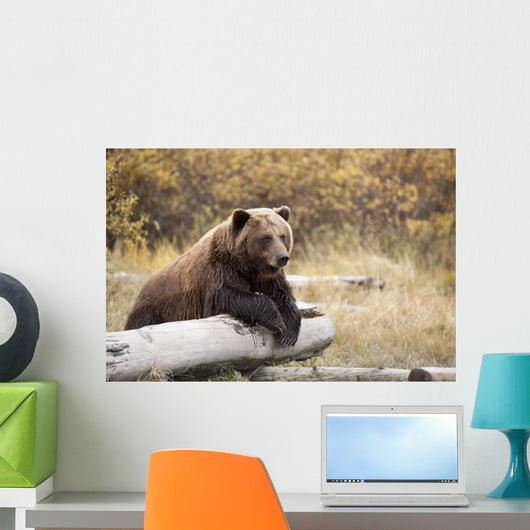 Captive Adult Brown Bear Rests On A Log Wall Mural