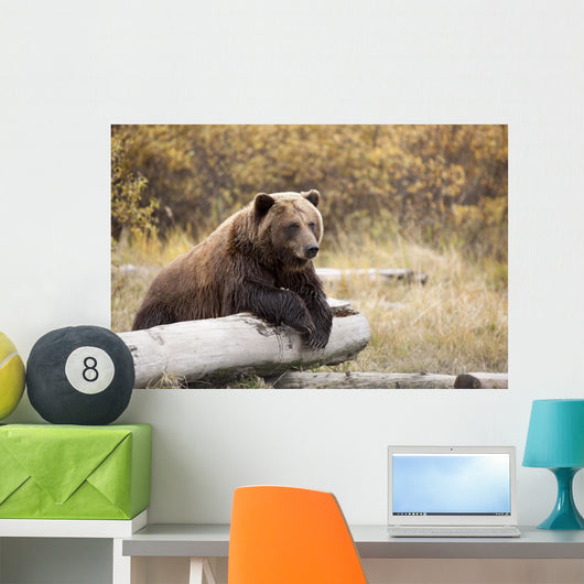Captive Adult Brown Bear Rests On A Log Wall Mural
