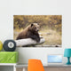 Captive Adult Brown Bear Rests On A Log Wall Mural