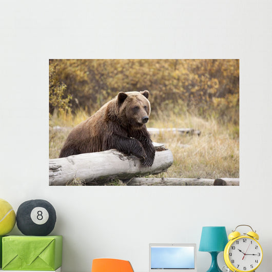 Captive Adult Brown Bear Rests On A Log Wall Mural