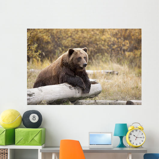 Captive Adult Brown Bear Rests On A Log Wall Mural