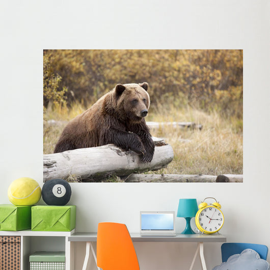 Captive Adult Brown Bear Rests On A Log Wall Mural