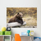 Captive Adult Brown Bear Rests On A Log Wall Mural